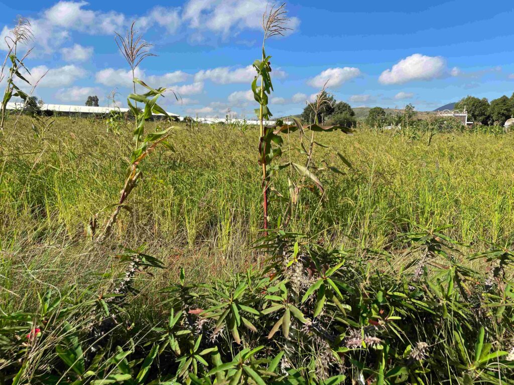 Madagascar biodiversité hauts plateau ird varuna agriculture