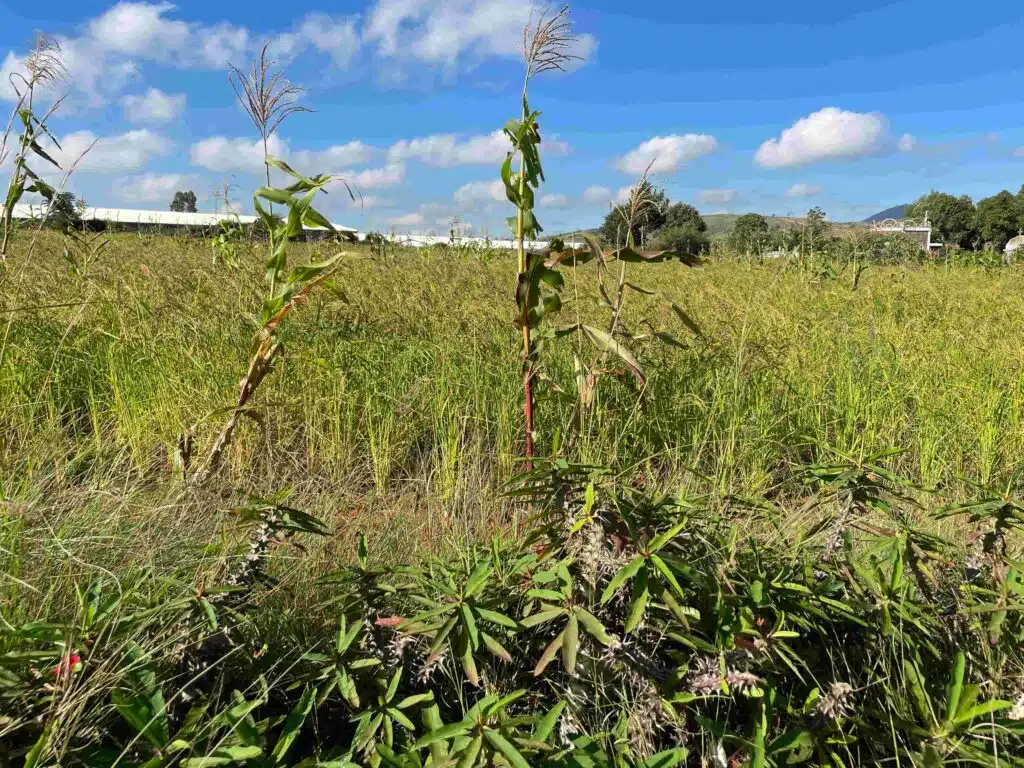 Madagascar biodiversité hauts plateau ird varuna agriculture