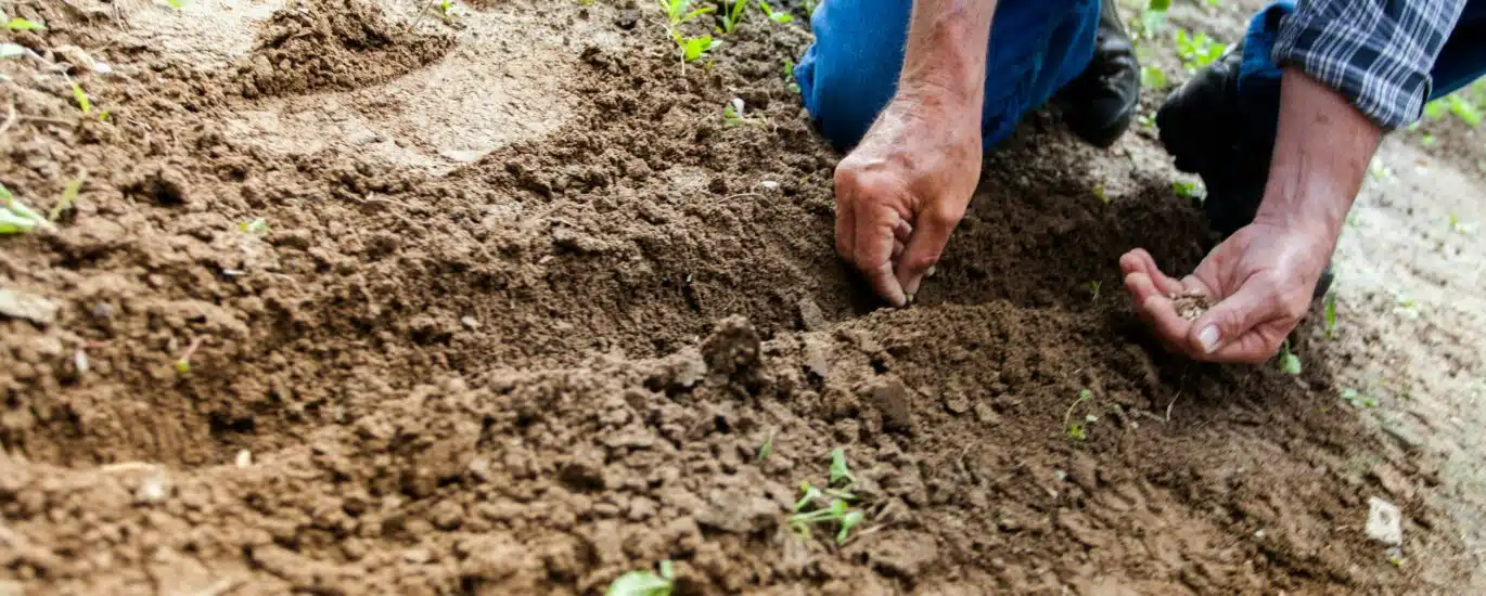 agriculture