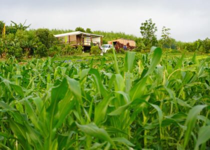 Kako et Stéphane Kenklé, artistes et agriculteurs