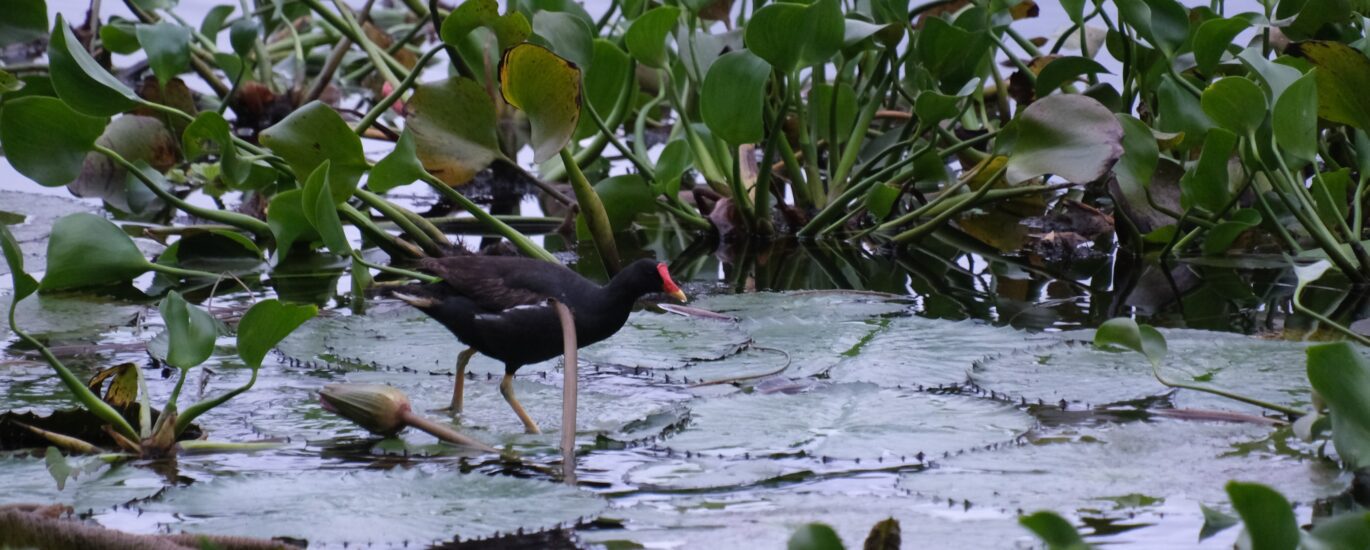 poule d'eau nénuphar jacinthe d'eau l'étang Saint-Paul