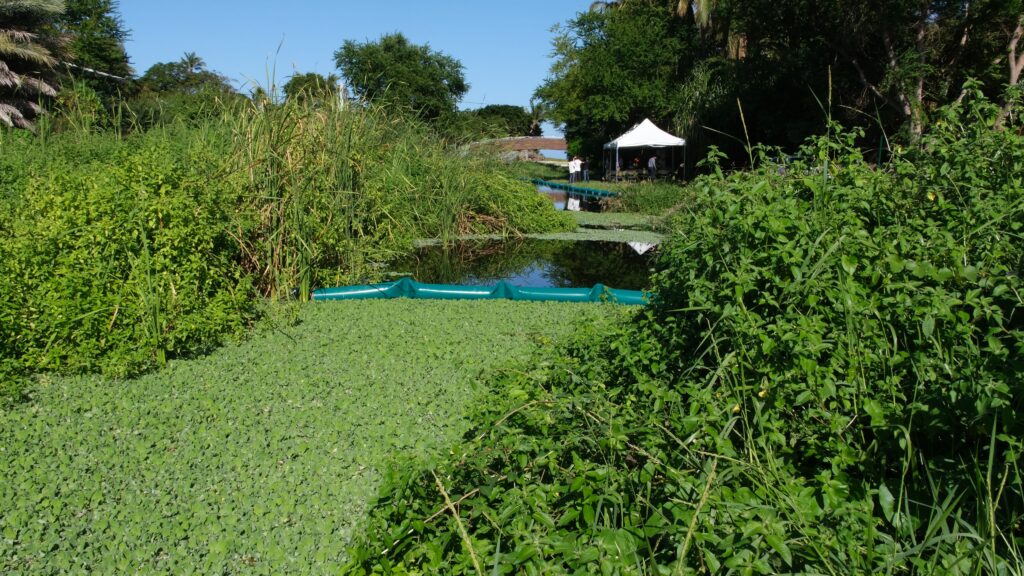 Gemapi lutte contre EEE espèces exotiques envahissantes salade d'eau ravine l'Ermitage TO