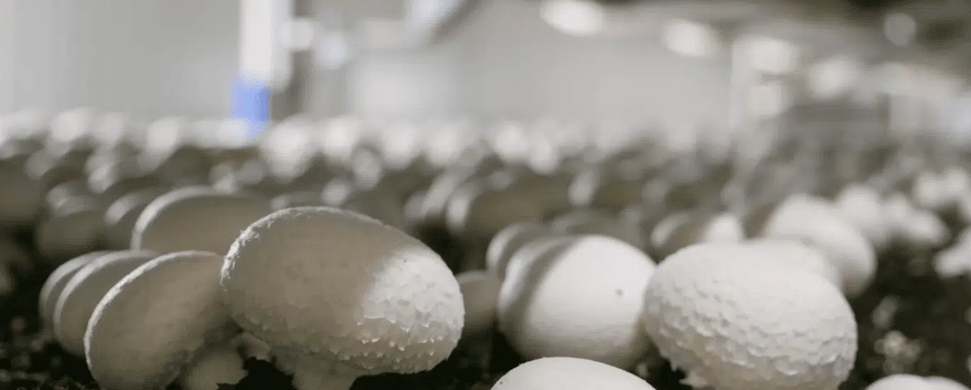 champignonnière, champignons
