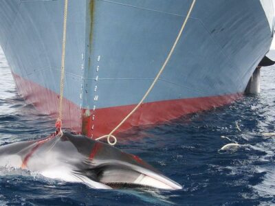 un rorqual pêché par le Japon