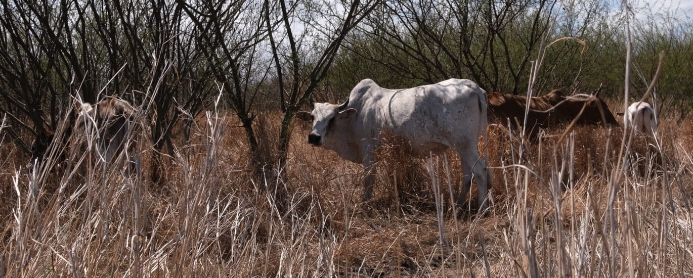 Savane boeuf moka