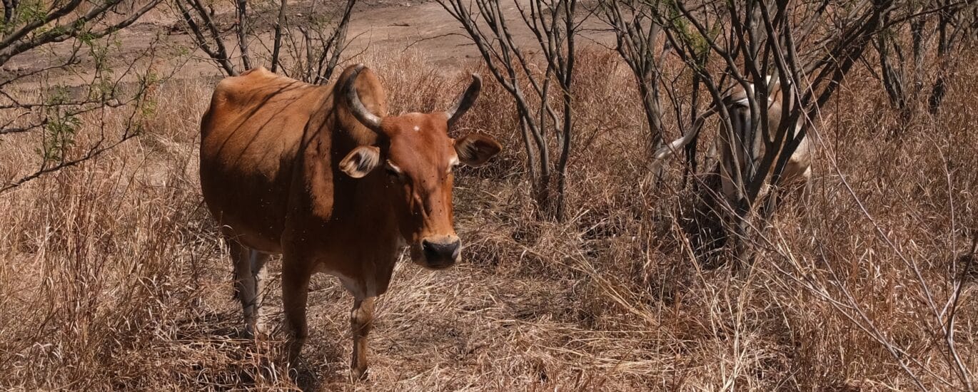 Savane boeuf moka