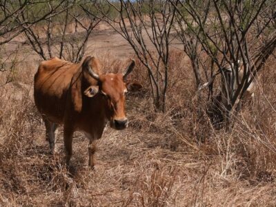 Savane boeuf moka