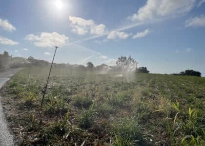 agriculture canne irrigation