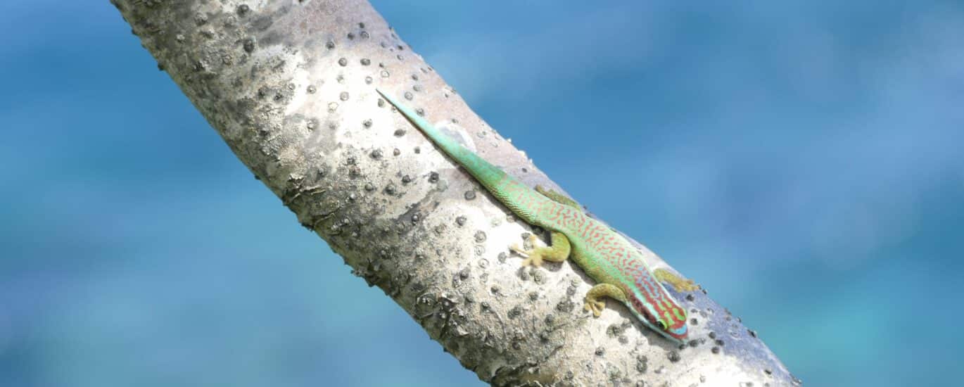 gecko vert de Manapany Phelsuma inexpectata Nature Océan Indien NOI Chloé Bernet