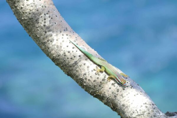 gecko vert de Manapany Phelsuma inexpectata Nature Océan Indien NOI Chloé Bernet