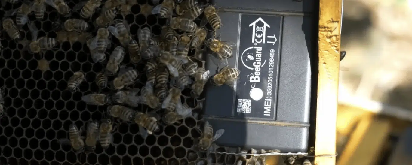 abeilles installation de ruches en entreprise par Bee Run Apiculture
