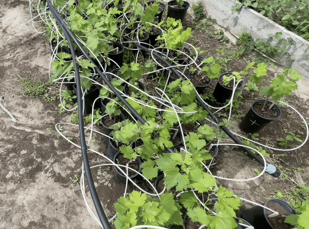 vigne de Stéphane et Florian Thébaudin à Saint-Leu viticulture, raisin agriculture