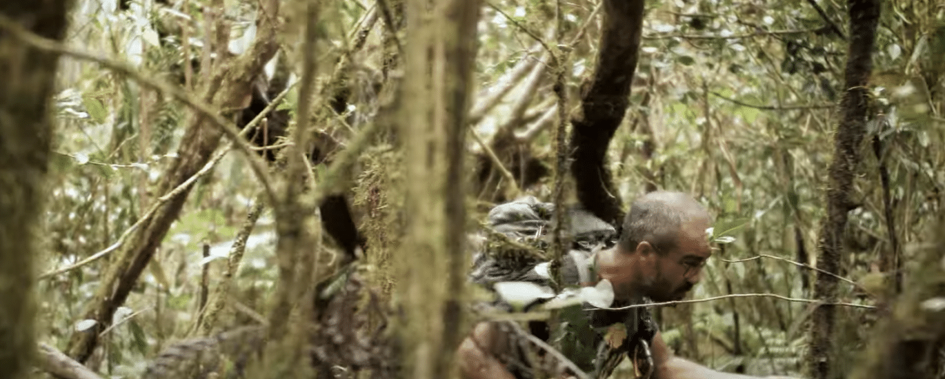 forêt de la petite plaine, forêt des alizés, plant'ali, plaine des palmistes