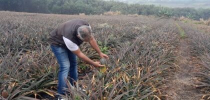 Sébastien Gigan. Technicien Sobac, regarde vers l'avenir. Champ d'ananas Sainte Anne