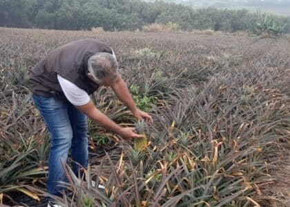 Sébastien Gigan. Technicien Sobac, regarde vers l'avenir. Champ d'ananas Sainte Anne