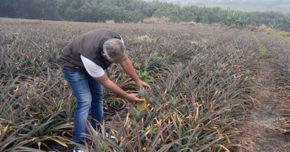 Sébastien Gigan. Technicien Sobac, regarde vers l'avenir. Champ d'ananas Sainte Anne