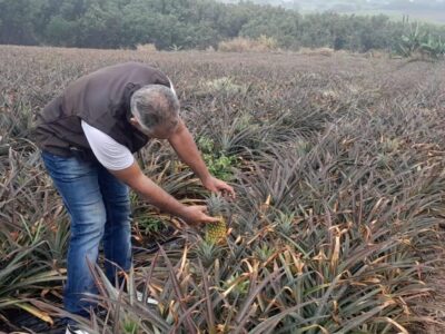 Sébastien Gigan. Technicien Sobac, regarde vers l'avenir. Champ d'ananas Sainte Anne