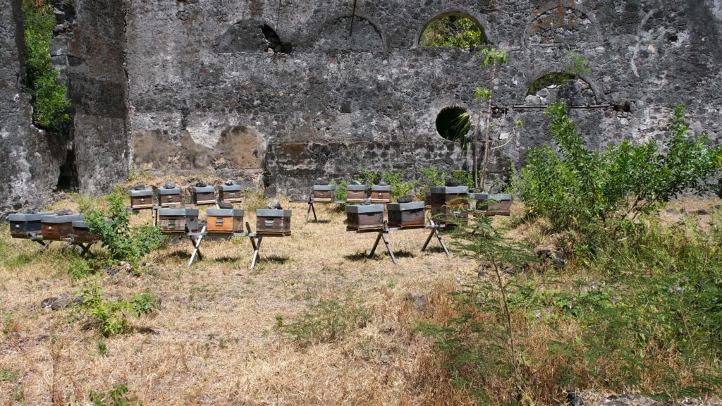 TIS technique de l'insecte stérile Langevin Saint-Joseph moustiques Aedes aegypti albopictus dengue chikungunya ruches abeilles