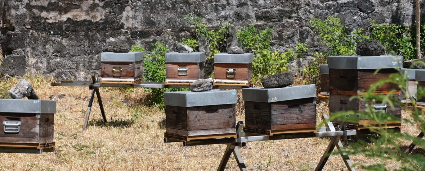 TIS technique de l'insecte stérile Langevin Saint-Joseph moustiques Aedes aegypti albopictus dengue chikungunya ruches abeilles