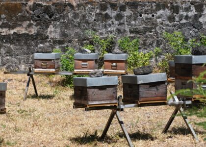 TIS technique de l'insecte stérile Langevin Saint-Joseph moustiques Aedes aegypti albopictus dengue chikungunya ruches abeilles