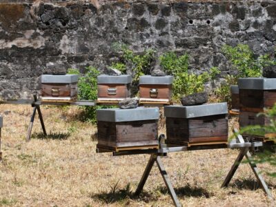 TIS technique de l'insecte stérile Langevin Saint-Joseph moustiques Aedes aegypti albopictus dengue chikungunya ruches abeilles