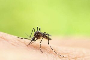 moustique tigre Aedes albopictus dengue chikungunya