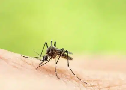 moustique tigre Aedes albopictus dengue chikungunya