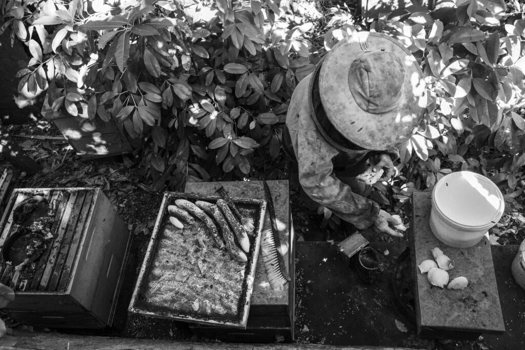 Georget Ognard, apiculteur, debute sa journee dans son jardin ou se trouve ses ruches. Il recolte les alveoles de cette ruche qui est pleine.