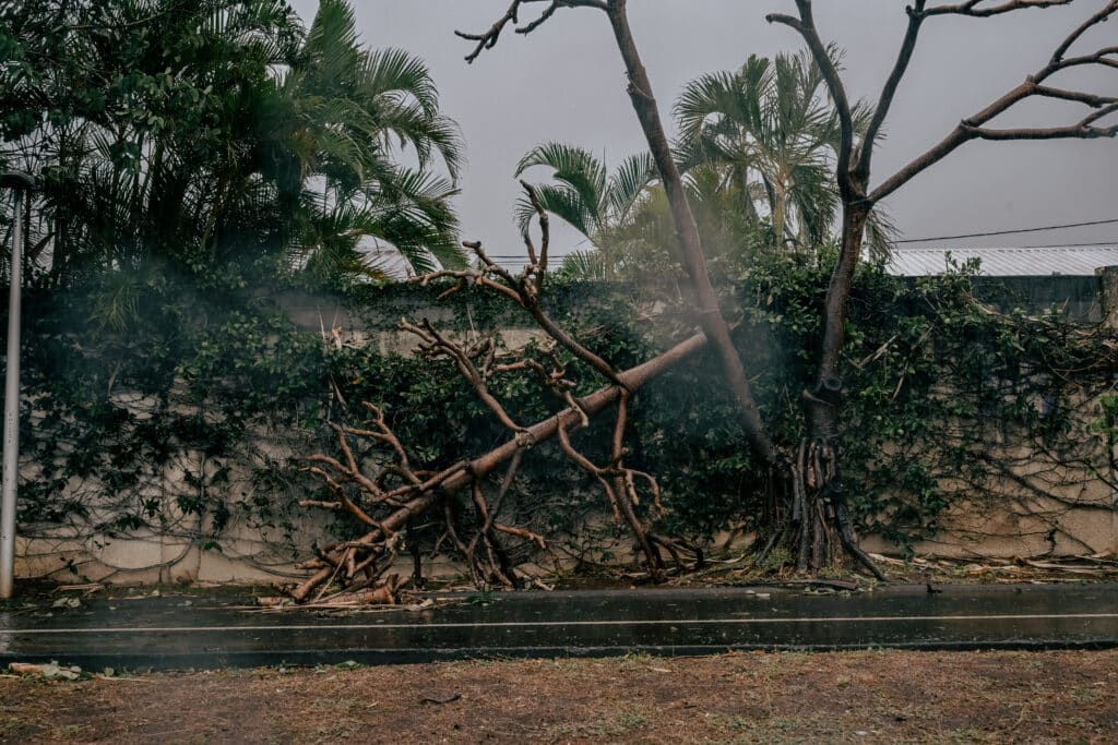 Boulevard Bank, plusieurs arbres ont été déracinés par le cyclone Garance.