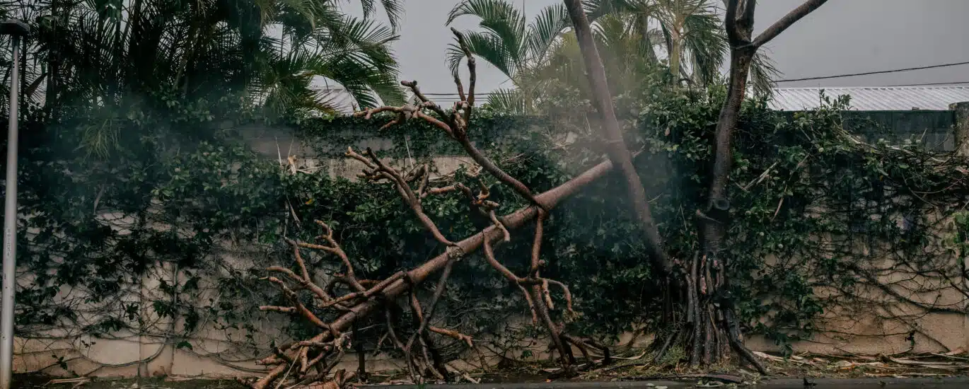 Boulevard Bank, plusieurs arbres ont été déracinés par le cyclone Garance.