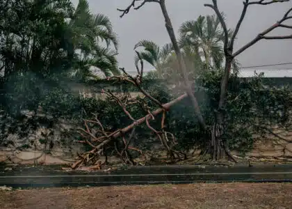 Boulevard Bank, plusieurs arbres ont été déracinés par le cyclone Garance.