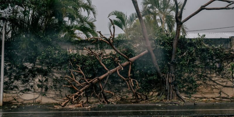 Boulevard Bank, plusieurs arbres ont été déracinés par le cyclone Garance.