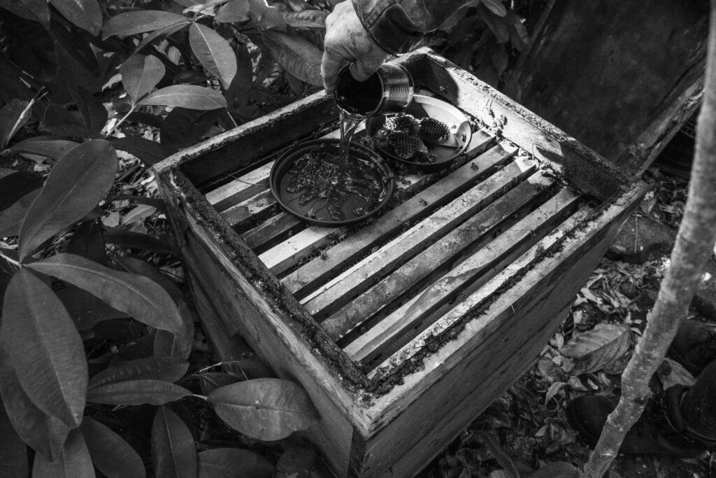 Jorge Ognard, apiculteur, debute sa journee dans son jardin ou se trouve ses ruches. Il verse du sirop, fait a partir de sucre non raffine et de vieux miel, dans les ruches pour nourrir les abeilles. A cause d'un manque de pluie et de fortes chaleurs, les abeilles ont besoin d'un surplus de sucre pour pouvoir produire du miel.