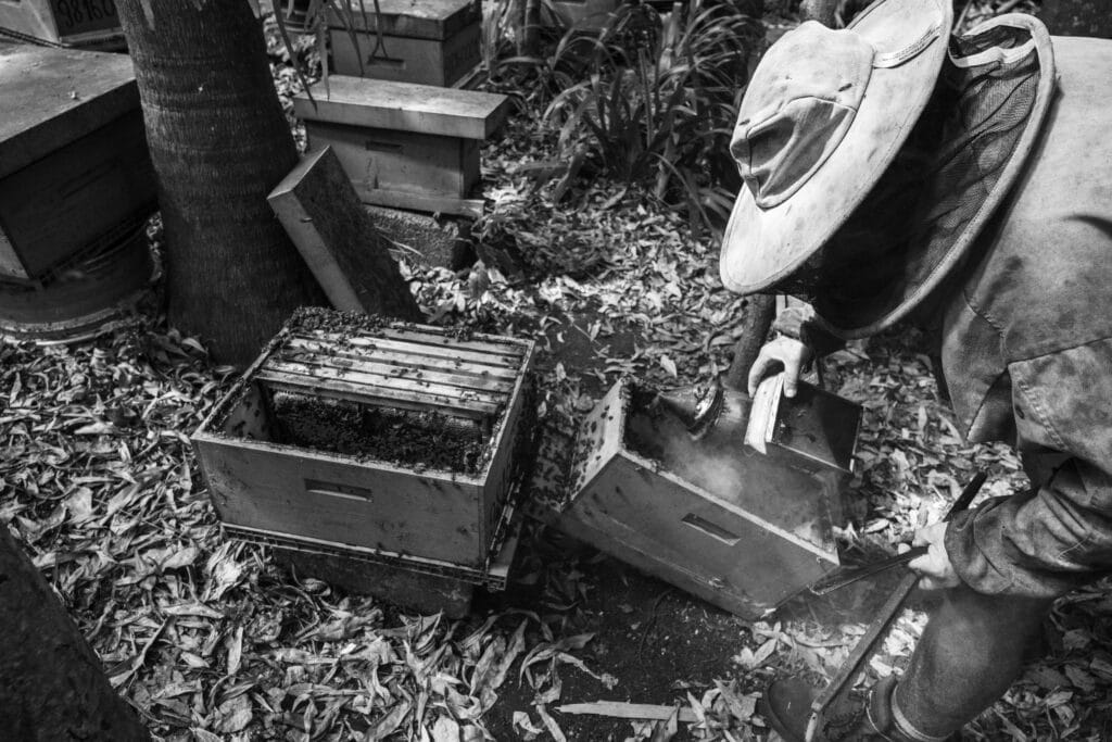 Georget Ognard, apiculteur, enfume les abeilles pour pouvoir commencer a les transferer dans une plus grande ruche.