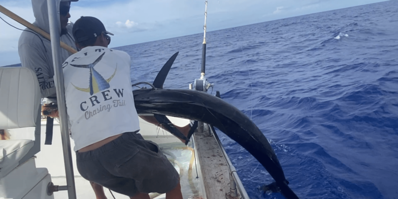 marlin pêche poisson