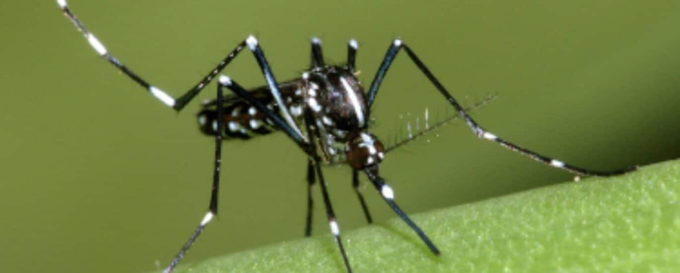 Aedes albopictus chikungunya dengue épidémie moustique tigre