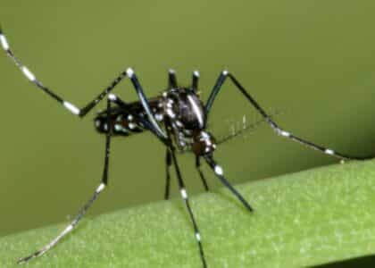 Aedes albopictus chikungunya dengue épidémie moustique tigre