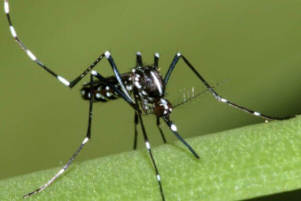 Aedes albopictus chikungunya dengue épidémie moustique tigre