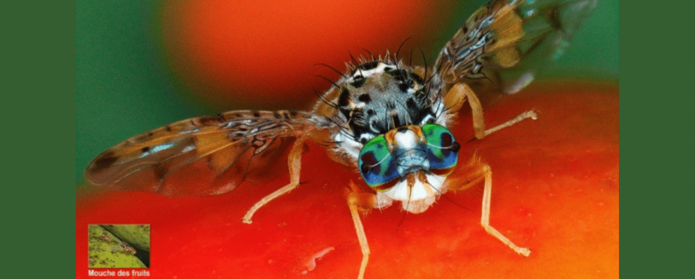 Mouche des fruits, Bactrocera dorsalis, ©A. Franck, le Cirad