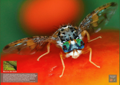 Mouche des fruits, Bactrocera dorsalis, ©A. Franck, le Cirad