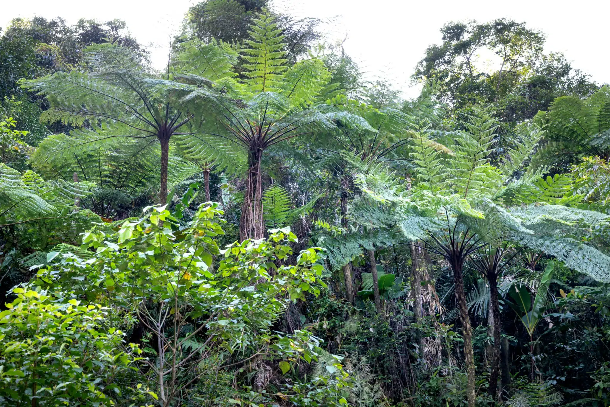 À La Réunion, la culture locale inclut l’usage de plantes médicinales pour atténuer les symptômes de certaines maladies.