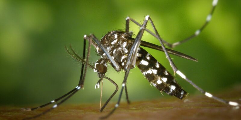 Le chikungunya se transmet d’homme à homme par l’intermédiaire de moustiques tigres. Aedes albopictus